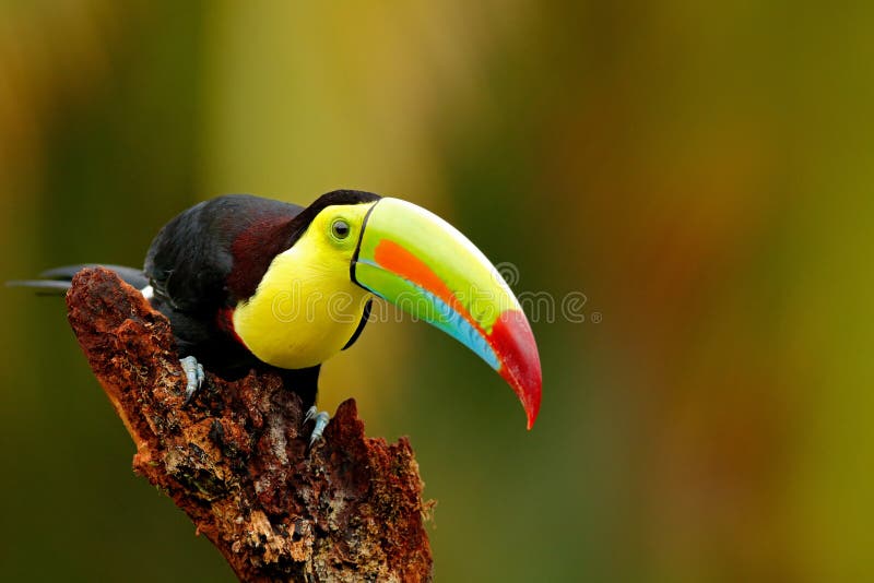 tucán Quilla-cargado en cuenta, sulfuratus de Ramphastos, pájaro con la cuenta grande Tucán que se sienta en la rama en el bosque foto de archivo tucán Quilla-cargado en cuenta, sulfuratus de Ramphastos, pájaro con la cuenta grande Tucán que se sienta en la rama en el bosque foto de archivo