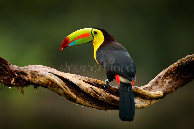 Tucán Quilla-cargado en cuenta, sulfuratus de Ramphastos, pájaro con la cuenta grande Tucán que se sienta en la rama en el bosque fotografía de archivo libre de regalías