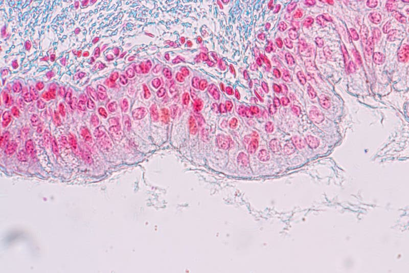 ?tude de l'anatomie et de la physiologie de l'epithellum colomnaire de Pseudostratified sous le microscopique photos libres de droits ?tude de l'anatomie et de la physiologie de l'epithellum colomnaire de Pseudostratified sous le microscopique photos libres de droits