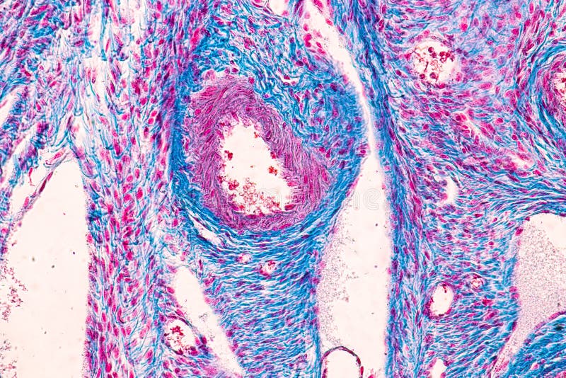 ?tudiant apprenant l'anatomie et la physiologie de l'ovaire sous le microscopique photos stock ?tudiant apprenant l'anatomie et la physiologie de l'ovaire sous le microscopique photos stock