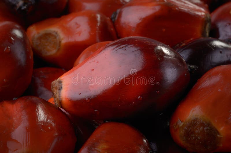 Macro shot of a palm nut lying on other palm nuts, Studio shot. Macro shot of a palm nut lying on other palm nuts, Studio shot