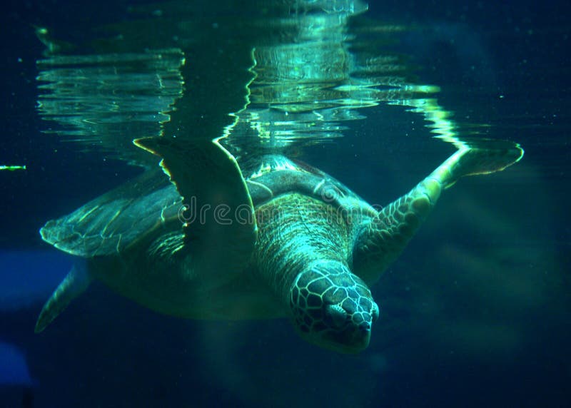 A sea turtle at the Columbus Zoo ascends for air and dives back in. A sea turtle at the Columbus Zoo ascends for air and dives back in.