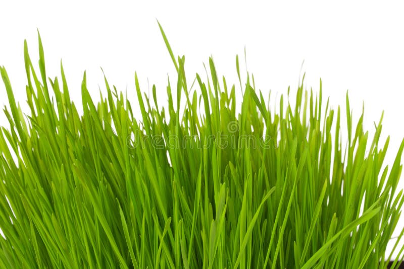 Tuft of grass stock image. Image of conservation, happy - 65174805