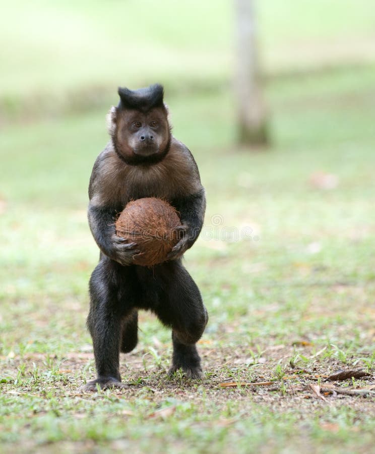 Tufted Capuchin with a coconut stock image Tufted Capuchin with a coconut stock image