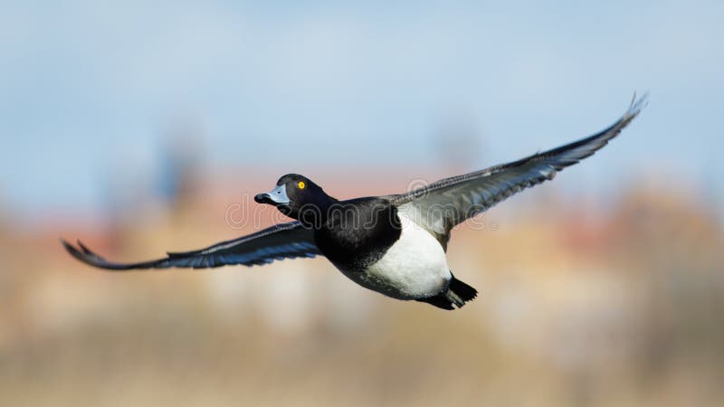 Tufted Duck (Aythya fuligula) in flight