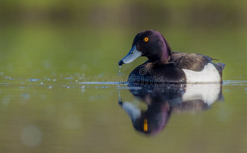 Tufted Duck - Aythya fuligula - male