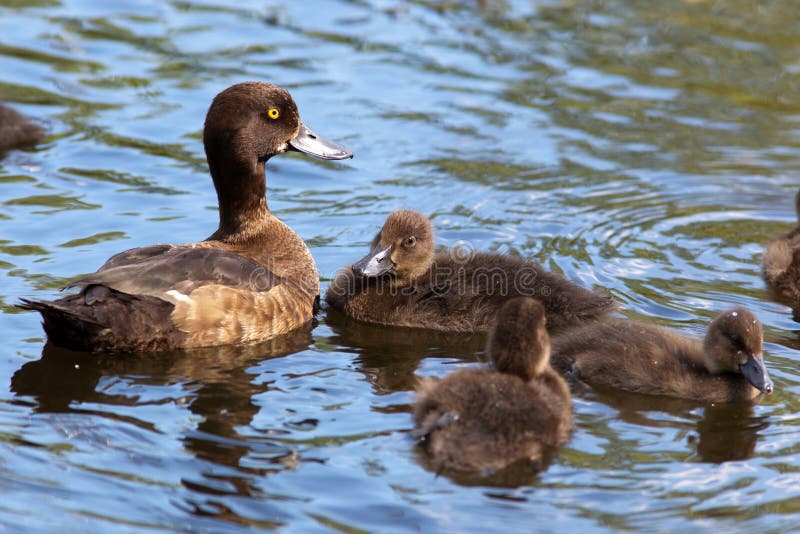 Tufted Duck, Pochard, Aythya fuligula