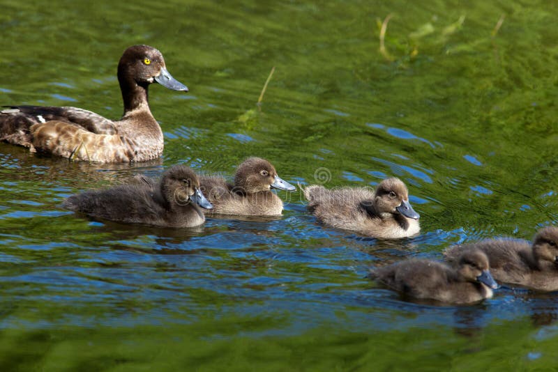 Tufted Duck, Pochard, Aythya fuligula