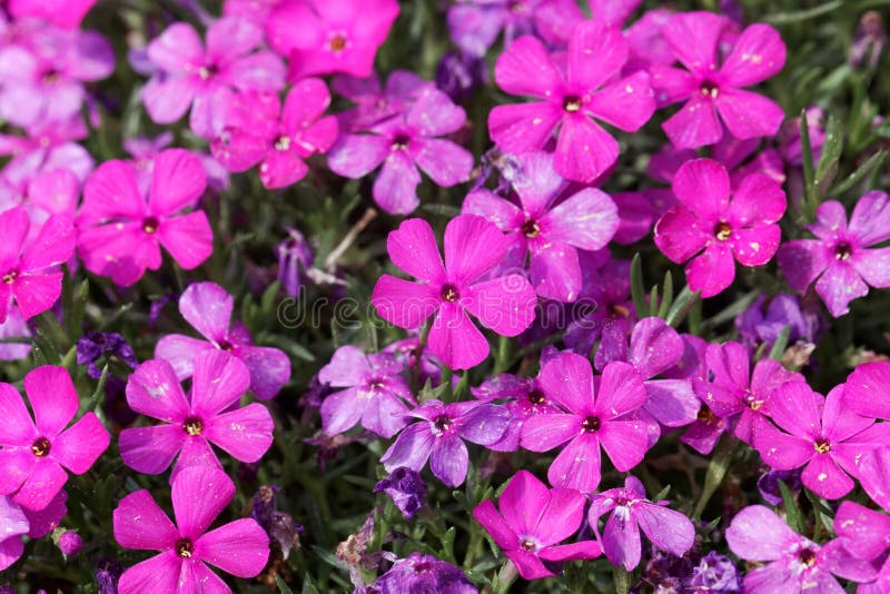 Tufted Phlox, Phlox Douglasii Stock Image Image of douglasii, flowers
