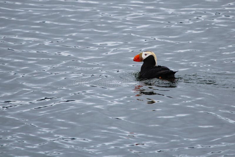 tufted puffin seward tufted puffin seward