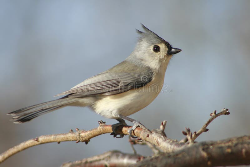 Tufted Titmouse bird. Closeup of Tufted Titmouse bird perched on branch outdoors stock image