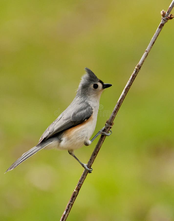 Tufted Titmouse sits on a small limb.