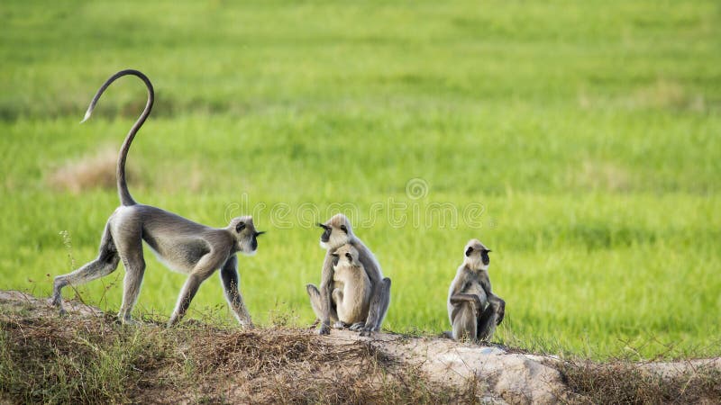 Tufted серый langur в заливе Arugam, Шри-Ланке стоковая фотография rf Tufted серый langur в заливе Arugam, Шри-Ланке стоковая фотография rf