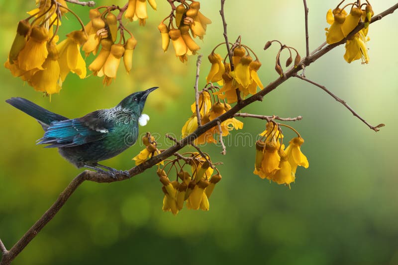 Bird Stories Kowhai Bird Stories Kowhai