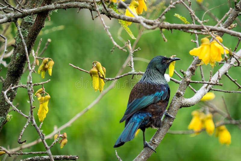 Tui i ett Kowhai träd royaltyfria foton Tui i ett Kowhai träd royaltyfria foton