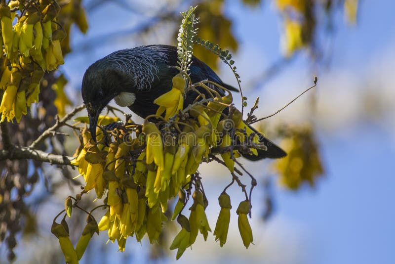 Tui in Kowhai Tree stock photo. Image of spring, bird 64303246