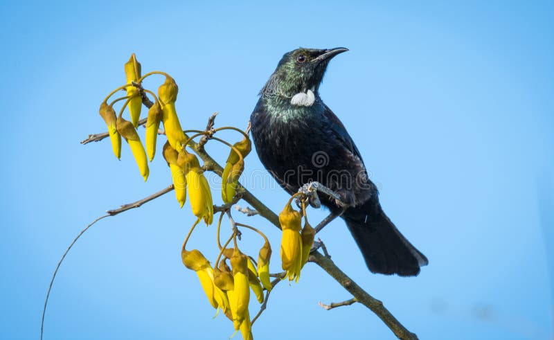 Bird Stories Kowhai Bird Stories Kowhai