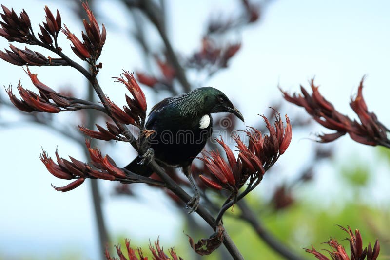 tui (Prosthemadera novaeseelandiae) is een endemische passerine vogel uit Nieuw-Zeeland stock afbeelding tui (Prosthemadera novaeseelandiae) is een endemische passerine vogel uit Nieuw-Zeeland stock afbeelding