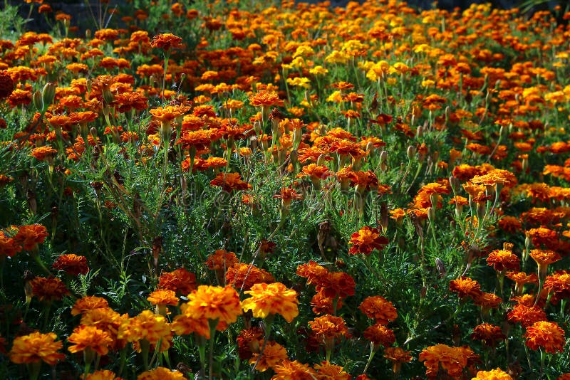 Download Tuin stock afbeelding. Afbeelding bestaande uit botanisch - 280873