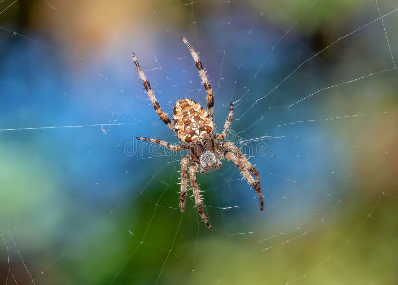 Tuinkruisspin, Worcestershire, Engeland stock afbeelding