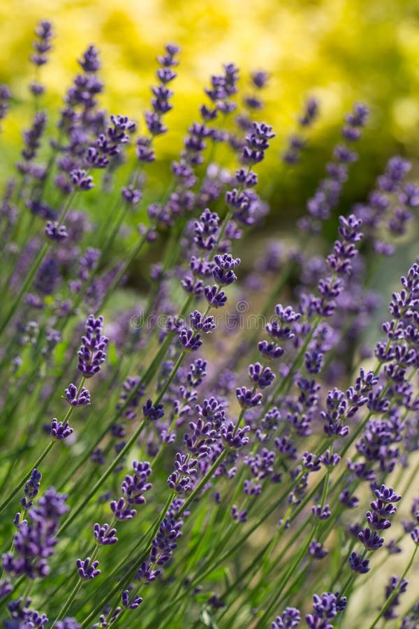 Tuin met de de het bloeien Lavendel en Orego stock afbeeldingen Tuin met de de het bloeien Lavendel en Orego stock afbeeldingen