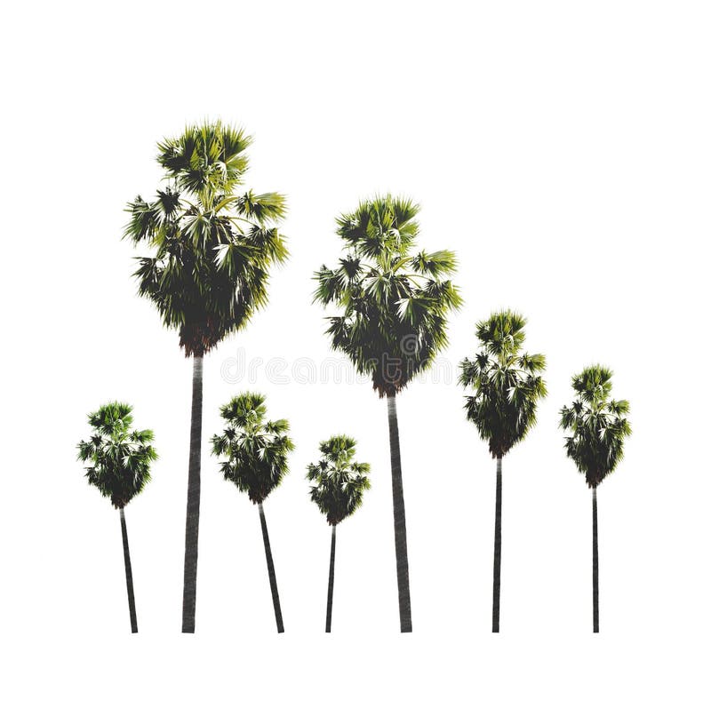 Tuin van de boom van de palmsuiker op witte achtergrond wordt geïsoleerd die stock fotografie Tuin van de boom van de palmsuiker op witte achtergrond wordt geïsoleerd die stock fotografie