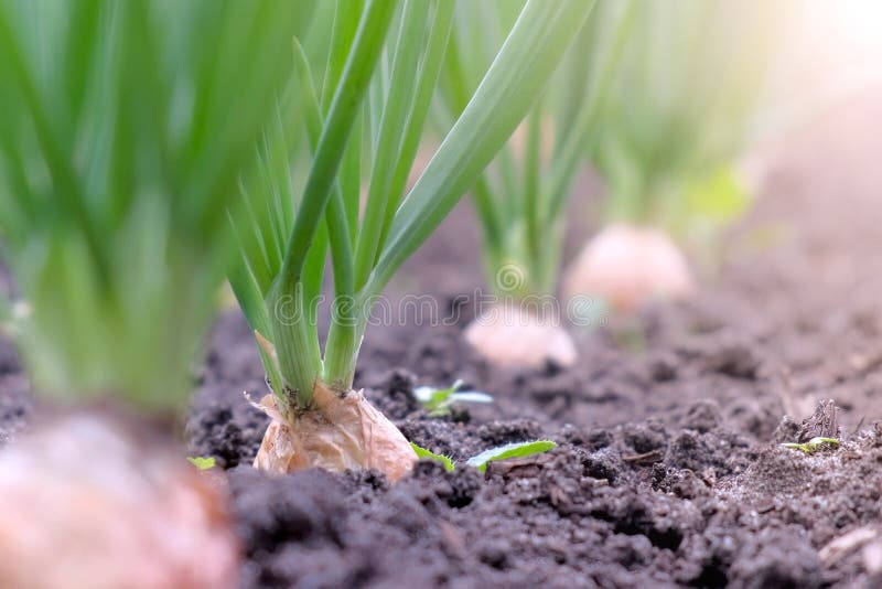 Tuinbedding voor de teelt van uien in de landbouw, tuinbouw en landbouw