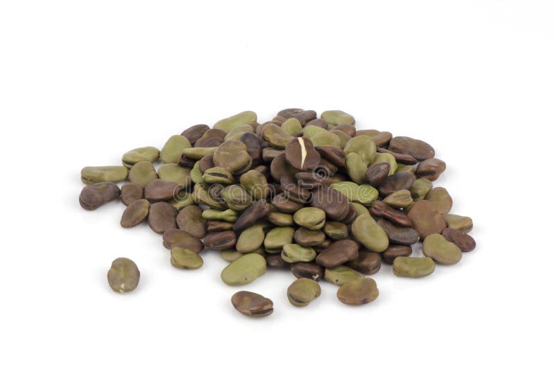 Tuinboon (Vicia faba, Fava Bean, Veldboon, Klokboon of Ticboon) royalty-vrije stock fotografie Tuinboon (Vicia faba, Fava Bean, Veldboon, Klokboon of Ticboon) royalty-vrije stock fotografie