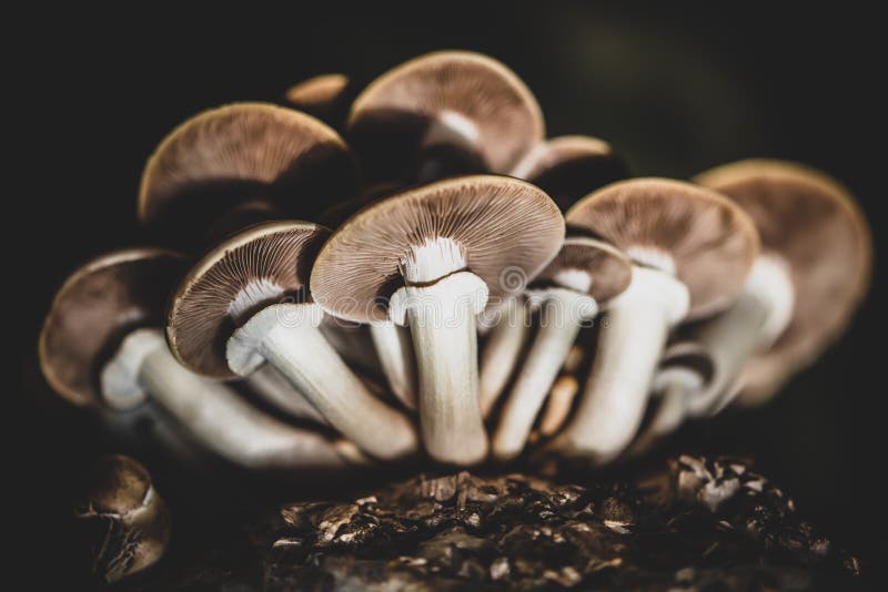 Mushrooms with mycelium substrate, fungiculture at home or on a mushroom farm, Agrocybe aegerita. Mushrooms with mycelium substrate, fungiculture at home or on a mushroom farm, Agrocybe aegerita