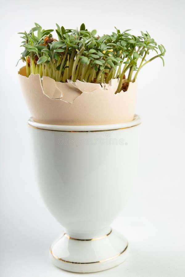 Tuinkers in shell van een ei Verse spruiten voor een feestelijke Pasen-lijst stock fotografie Tuinkers in shell van een ei Verse spruiten voor een feestelijke Pasen-lijst stock fotografie