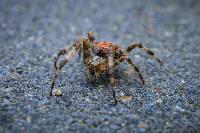 Tuinkruisspin in close-up stock foto's