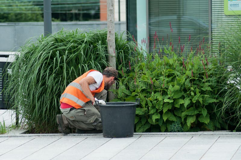 Tuinman die afval in installatiebedden verwijderen royalty-vrije stock afbeeldingen Tuinman die afval in installatiebedden verwijderen royalty-vrije stock afbeeldingen