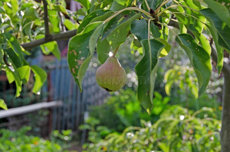 Tuinpeer Peer het hangen op een tak stock foto's Tuinpeer Peer het hangen op een tak stock foto's