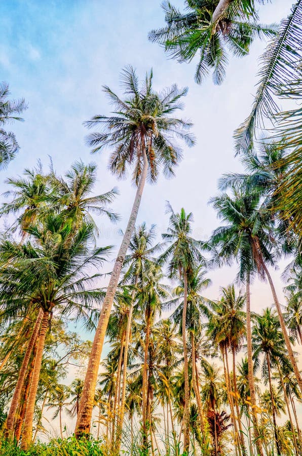 Kokospalm tuin royalty-vrije stock fotografie