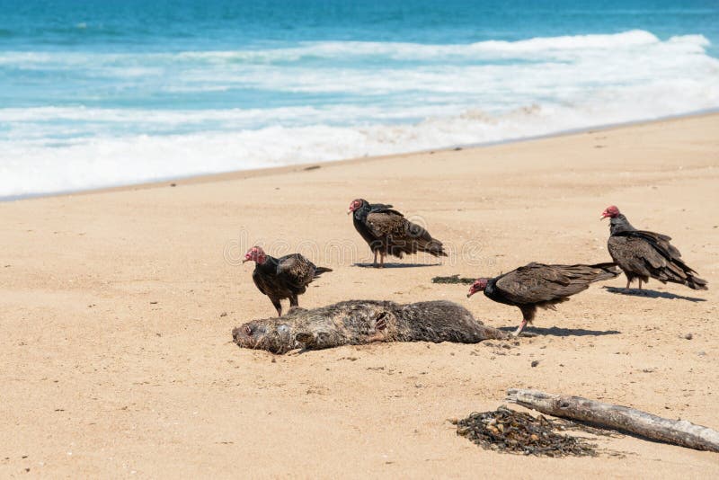 191 Turkey Vulture Flock Stock Photos Free & RoyaltyFree Stock Photos from Dreamstime