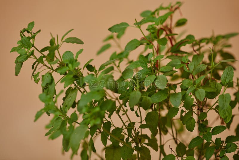 Tulasi plant stock photo. Image of tulsi, india, natural 80311624
