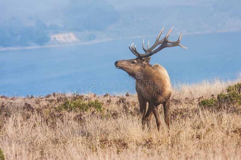 144 Tomales Bay Stock Photos Free & RoyaltyFree Stock Photos from Dreamstime