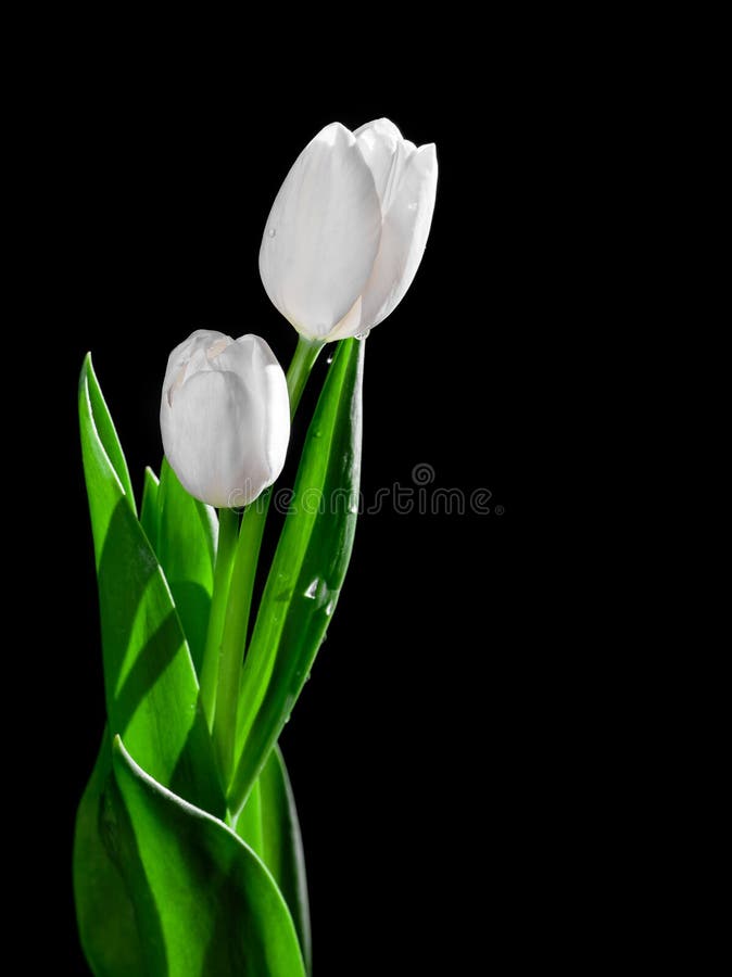 Tulipán Blanco En Fondo Negro Imagen de archivo - Imagen de aislado,  vacaciones: 28168745