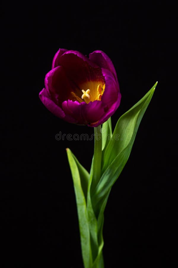Tulipán Sobre Fondo Oscuro. Tulipán Lila Sobre Fondo Negro. Foto de archivo  - Imagen de floral, lila: 212667366