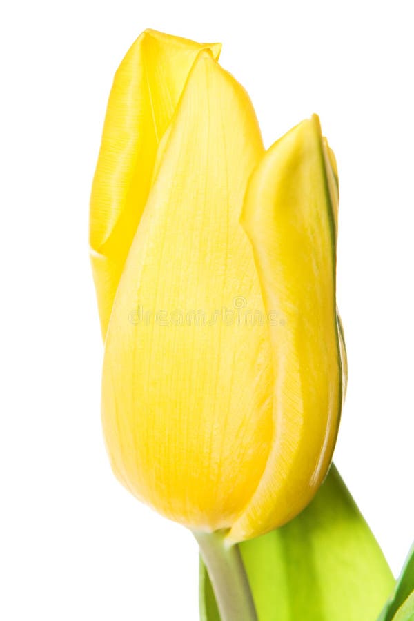 Tulip