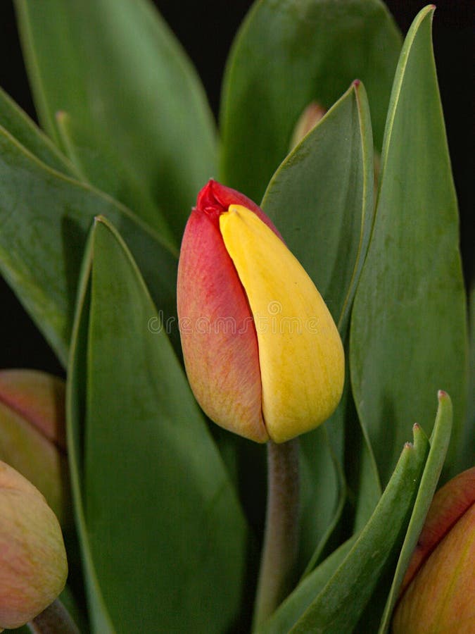 Tulip