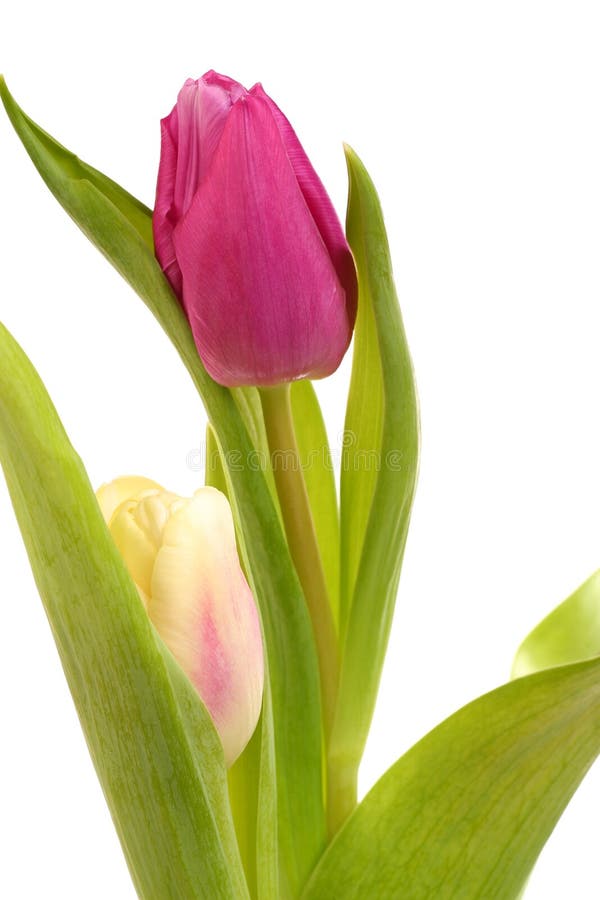 Tulip