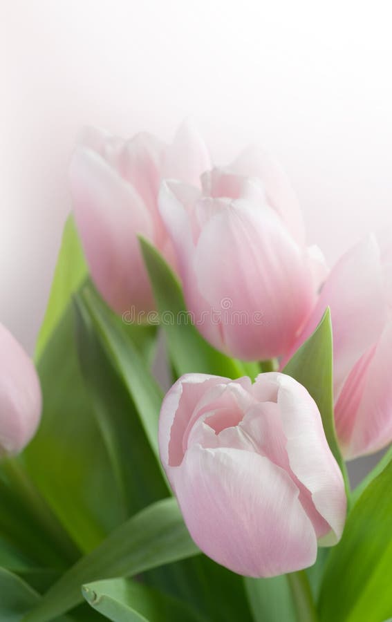 Tulip royalty free stock photos