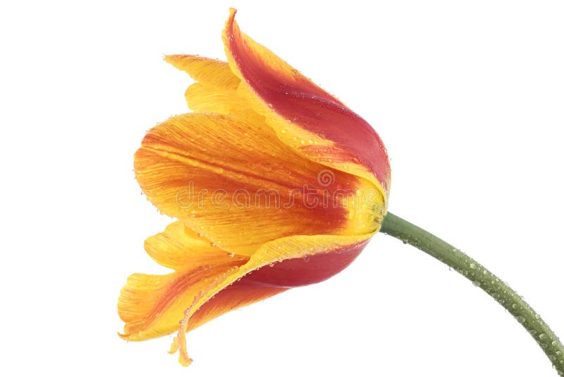 Tulip