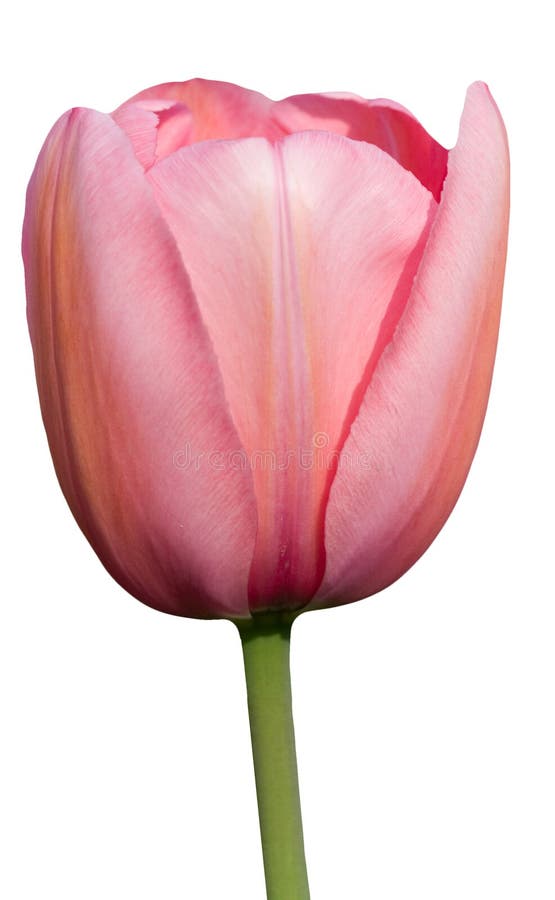 Tulip