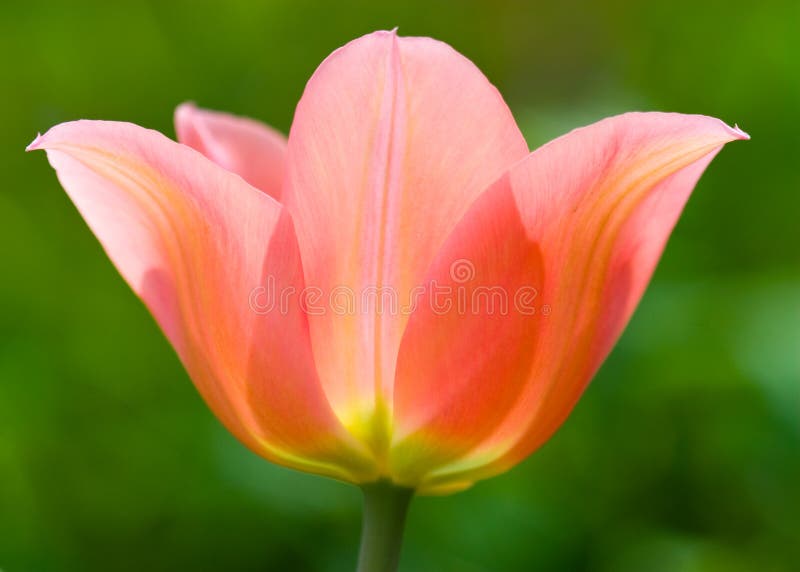 Tulip