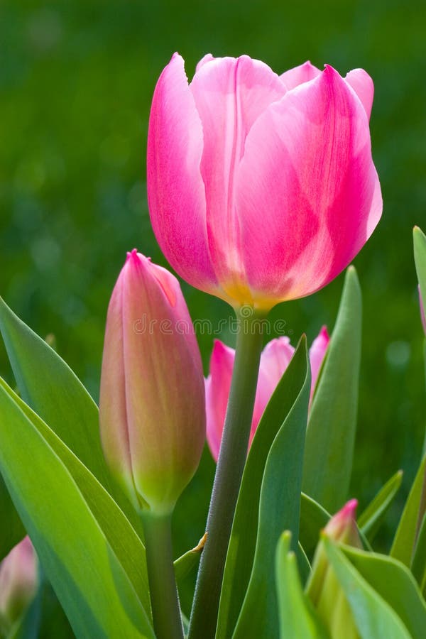 Tulip