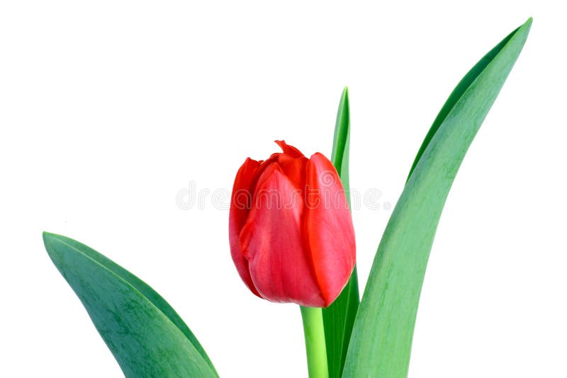 Tulip