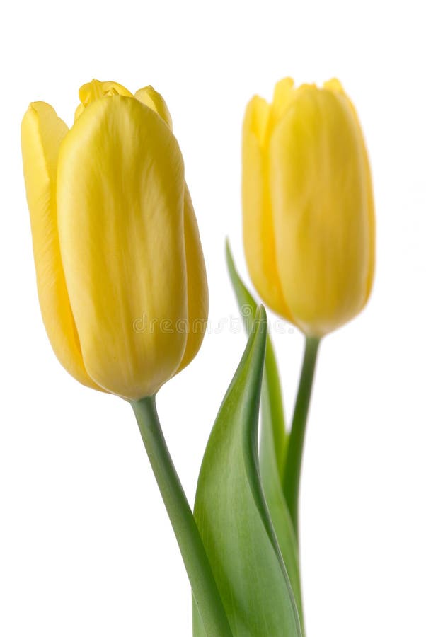 Tulip