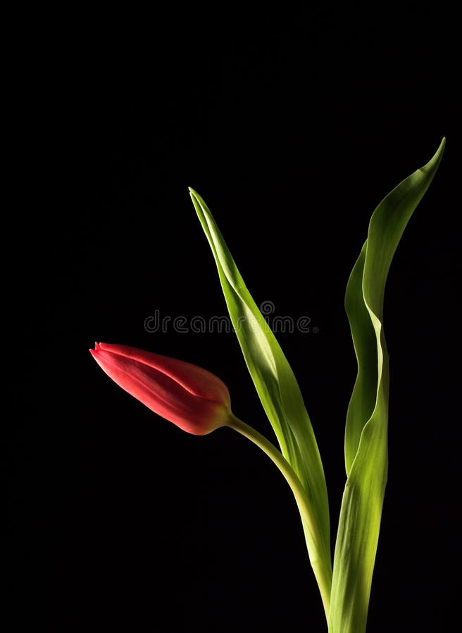 Tulip stock image